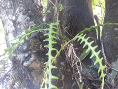 Selenicereus anthonyanus