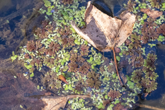 Azolla caroliniana