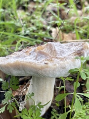 Hypomyces microspermus