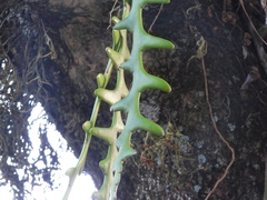 Selenicereus anthonyanus