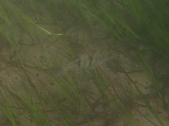 Paralabrax nebulifer