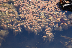 Azolla caroliniana