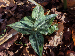 Trillium underwoodii