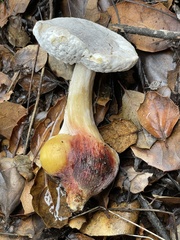 Hypomyces microspermus