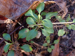 Clinopodium carolinianum