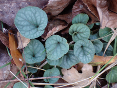 Viola walteri