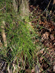 Pinus glabra