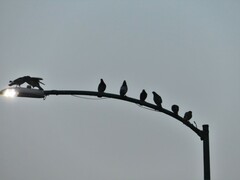 Columba livia domestica