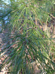 Pinus glabra