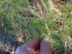 Pinus glabra