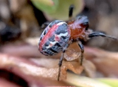 Alpaida versicolor