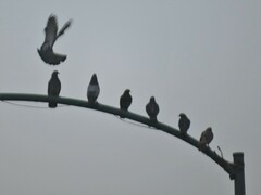 Columba livia domestica