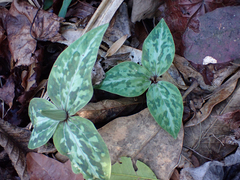 Trillium underwoodii