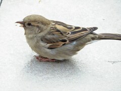 Passer domesticus