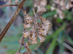Perilla frutescens