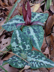 Trillium underwoodii