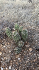 Echinocereus engelmannii fasciculatus