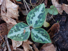 Trillium underwoodii