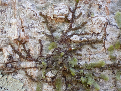 Frullania
