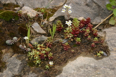 Sedum dasyphyllum subsp. dasyphyllum image