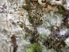 Frullania