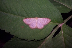 Leptostales terminata