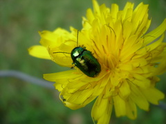 Cryptocephalus sericeus