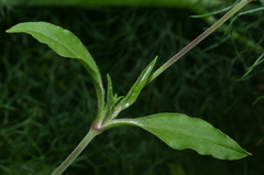 Silene secundiflora image