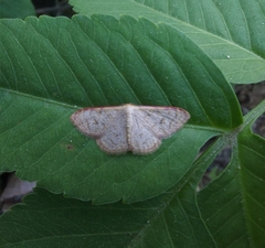 Leptostales terminata