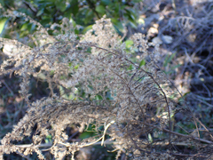 Eupatorium compositifolium