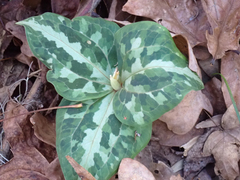 Trillium underwoodii