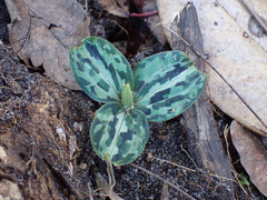 Trillium underwoodii