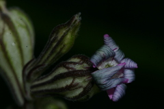 Silene secundiflora image