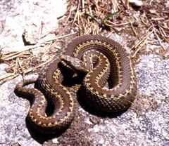 Vipera seoanei