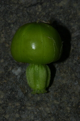 Silene secundiflora image