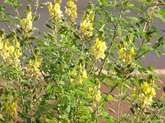Crotalaria micans