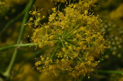 Ferula communis
