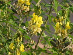Crotalaria micans