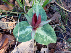 Trillium underwoodii
