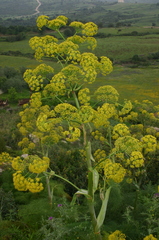 Ferula communis