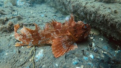 Hemitripterus americanus
