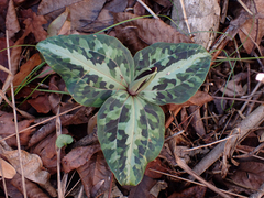 Trillium underwoodii