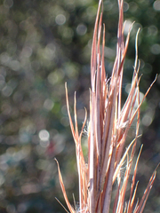 Andropogon cretaceus