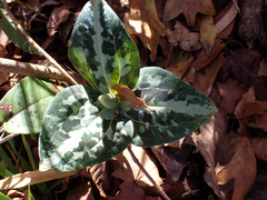 Trillium underwoodii