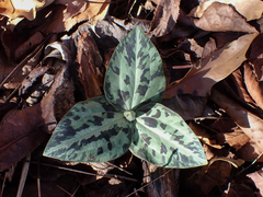 Trillium underwoodii