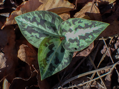 Trillium underwoodii