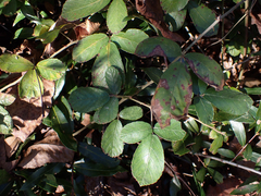Rubus cuneifolius