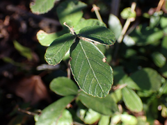 Rubus cuneifolius