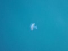 Pseudorhiza haeckeli