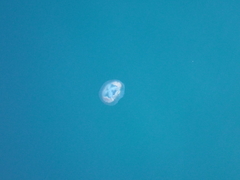 Pseudorhiza haeckeli